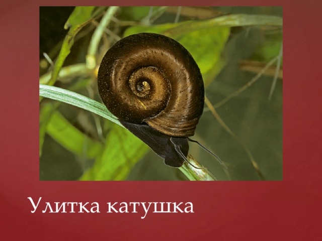 Улитка катушка 