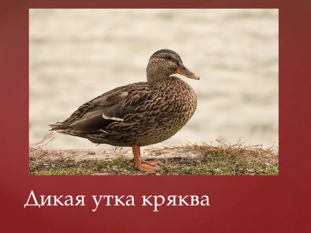 Дикая утка кряква 