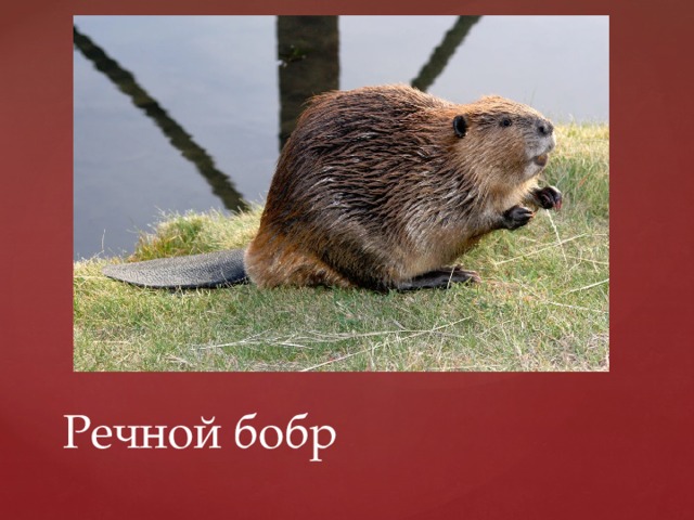 Речной бобр 