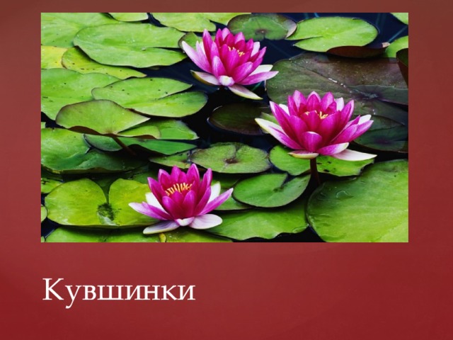 Кувшинки 