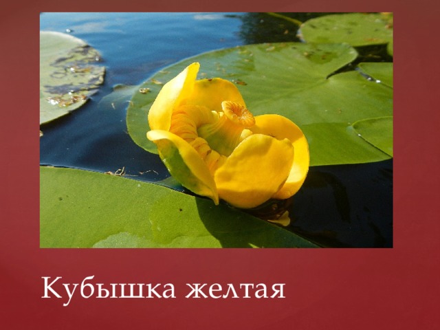 Кубышка желтая 