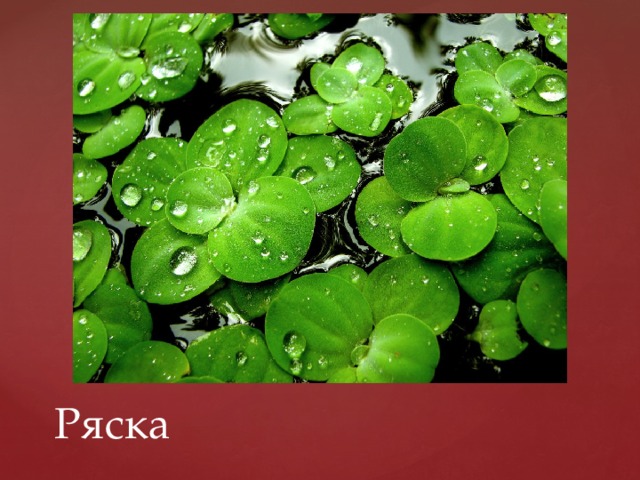 Ряска 