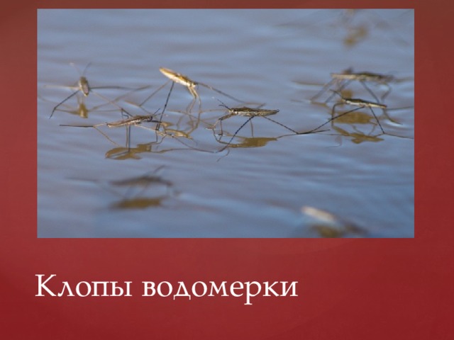 Клопы водомерки 
