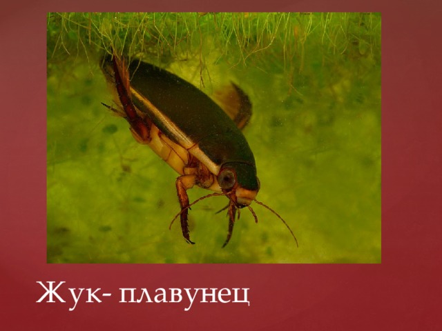 Жук- плавунец 