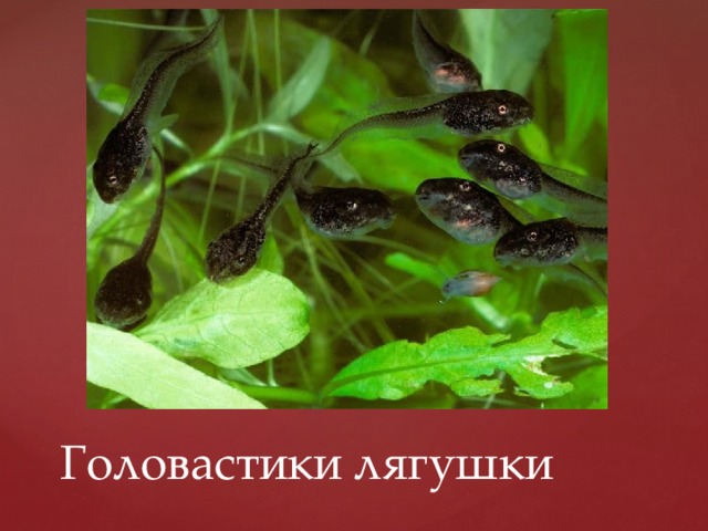 Головастики лягушки 