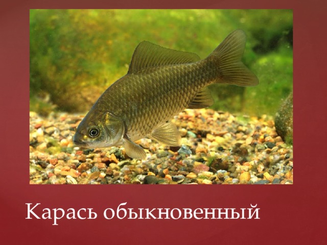 Карась обыкновенный 