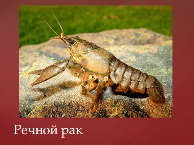 Речной рак 