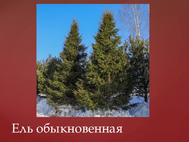 Ель обыкновенная 
