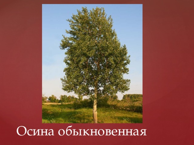 Осина обыкновенная 