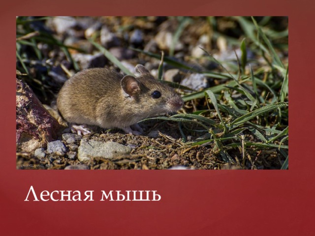 Лесная мышь 