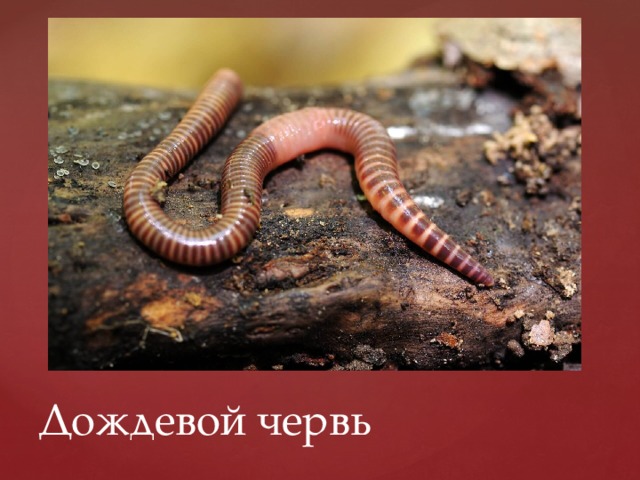 Дождевой червь 
