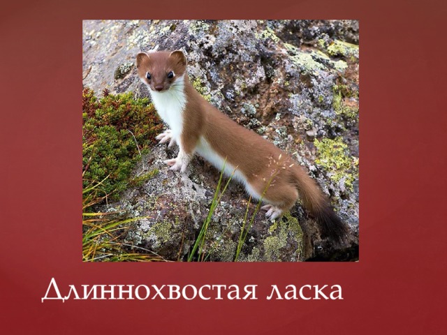 Длиннохвостая ласка 