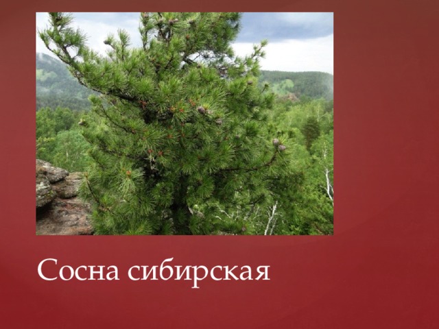 Сосна сибирская 