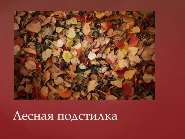 Лесная подстилка 