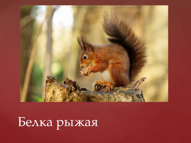 Белка рыжая 