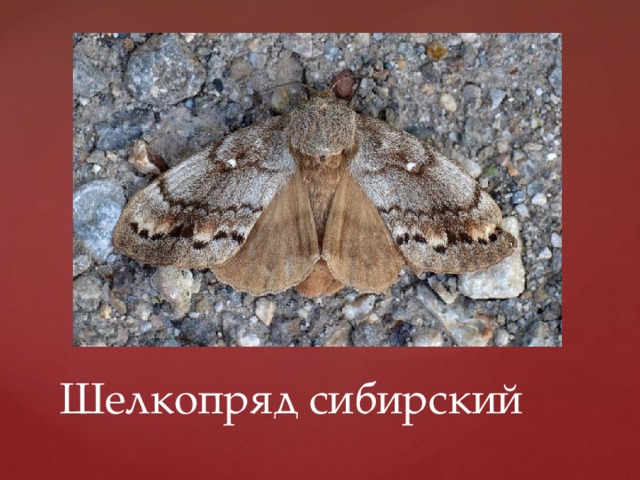 Шелкопряд сибирский 