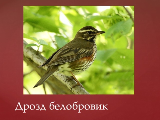 Дрозд белобровик 