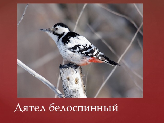 Дятел белоспинный 