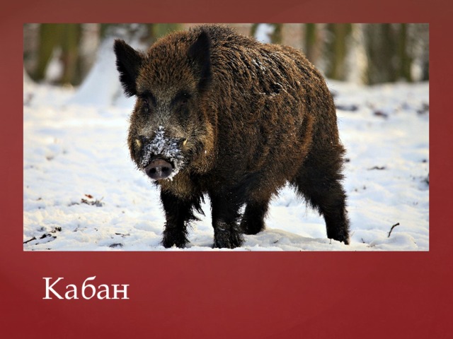 Кабан 