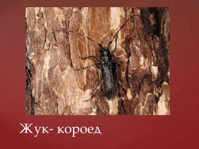 Жук- короед 