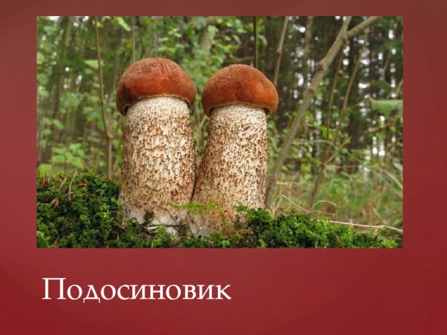 Подосиновик 