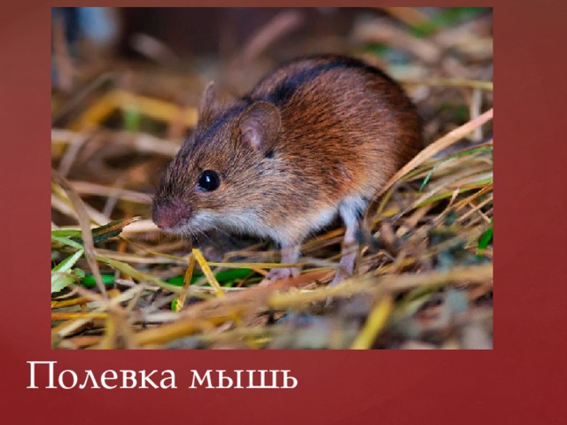 Полевка мышь 