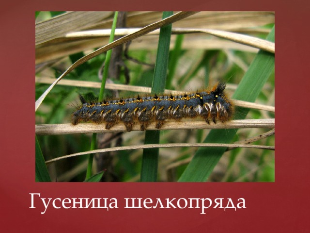 Гусеница шелкопряда 
