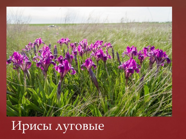 Ирисы луговые 