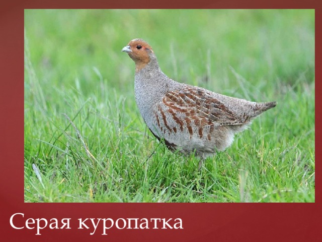 Серая куропатка 