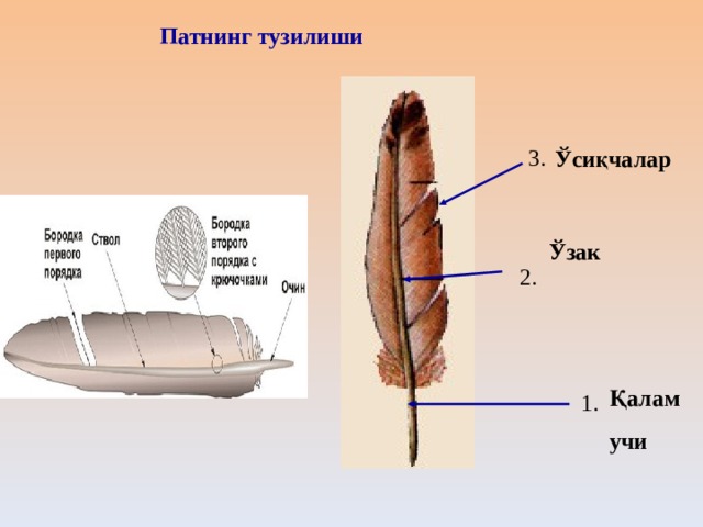 Патнинг тузилиши 3.  Ўсиқчалар Ўзак 2. ВНЕШНЕЕ СТРОЕНИЕ ПТИЦ. СТРОЕНИЕ ПЕРА ПТИЦ  Қалам учи 1.  