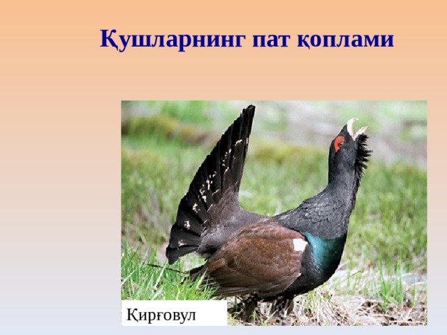 Қушларнинг пат қоплами Қирғовул 