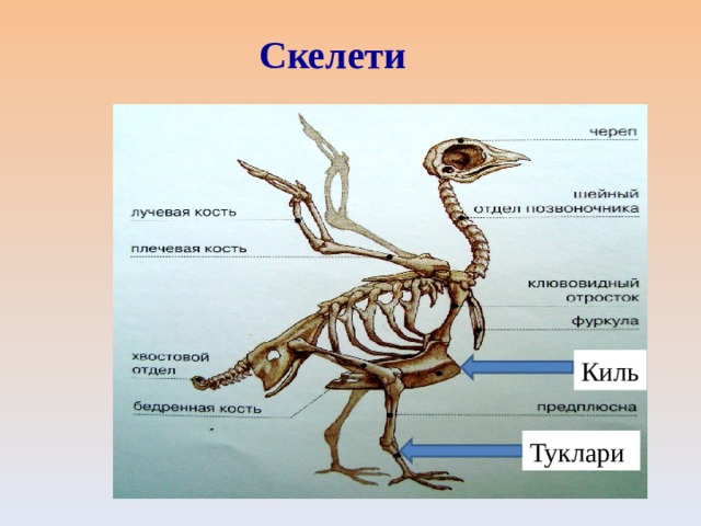 Скелети Киль Туклари 