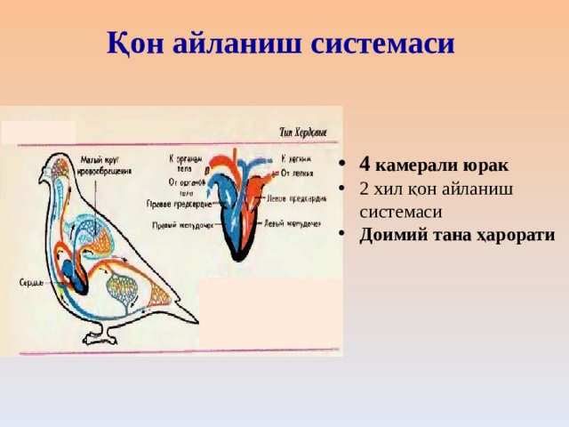 Қон айланиш системаси 4 камерали юрак 2 хил қон айланиш системаси Доимий тана ҳарорати 