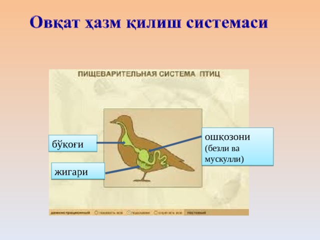 ошқозони (безли ва мускулли) бўқоғи жигари 