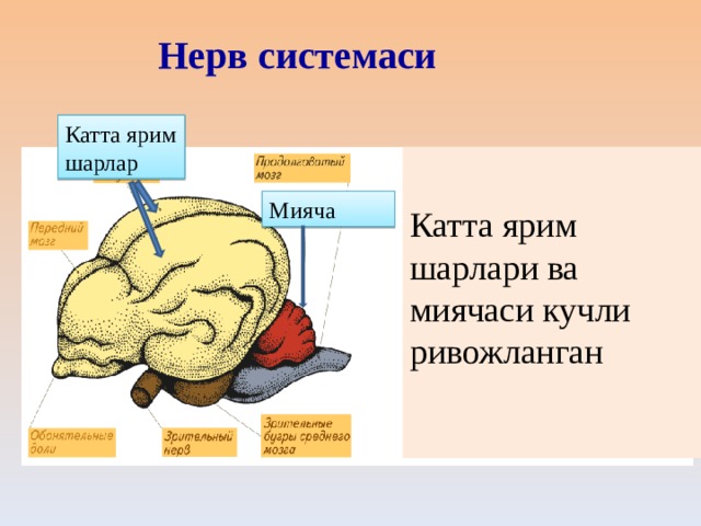 Нерв системаси Катта ярим шарлар Катта ярим шарлари ва миячаси кучли ривожланган   Мияча 