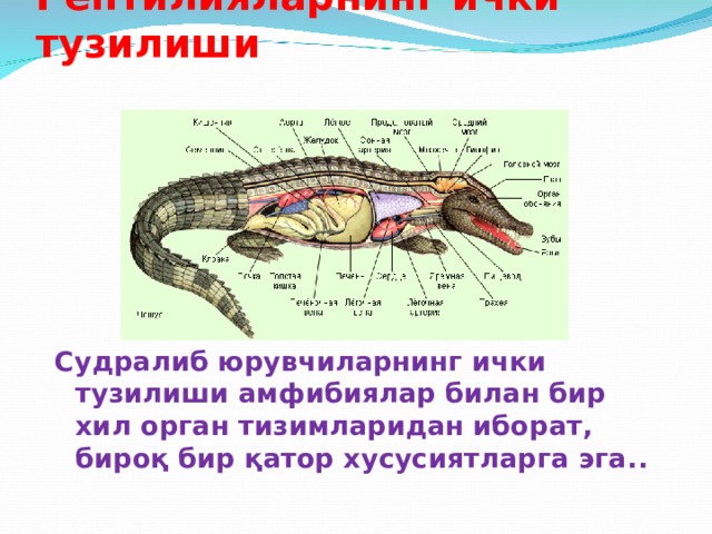 Рептилияларнинг ички тузилиши Судралиб юрувчиларнинг ички тузилиши амфибиялар билан бир хил орган тизимларидан иборат,  бироқ бир қатор хусусиятларга эга. . 