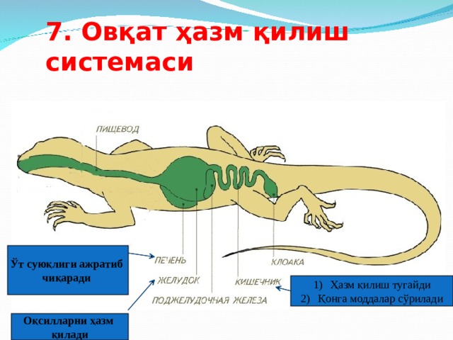 7. Овқат ҳазм қилиш системаси Ўт суюқлиги ажратиб чиқаради Ҳазм қилиш тугайди Қонга моддалар сўрилади Оқсилларни ҳазм қилади 