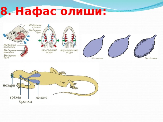 8. Нафас олиши: ноздри трахея легкие бронхи 