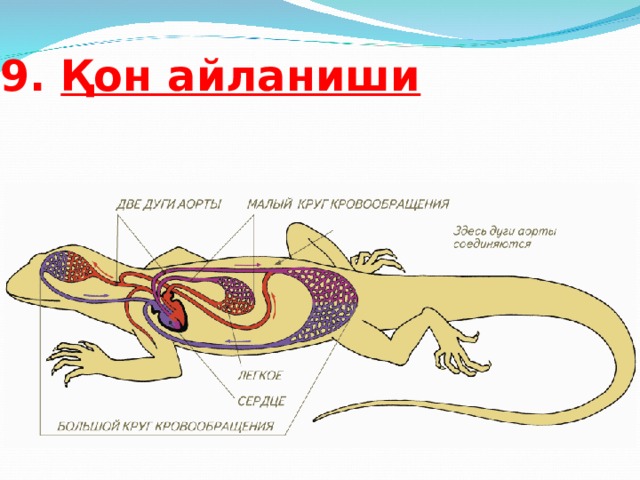 9. Қон айланиши 