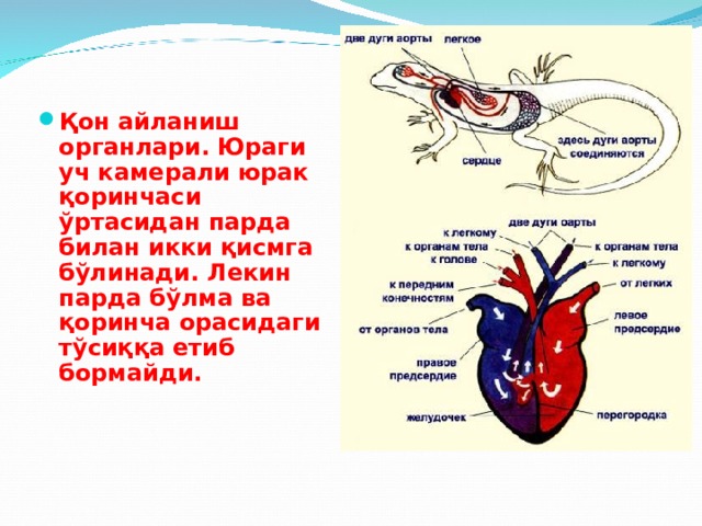 Қон айланиш органлари. Юраги уч кам e рали юрак қоринчаси ўртасидан парда билан икки қисмга бўлинади. Л e кин парда бўлма ва қоринча орасидаги тўсиққа етиб бормайди. 