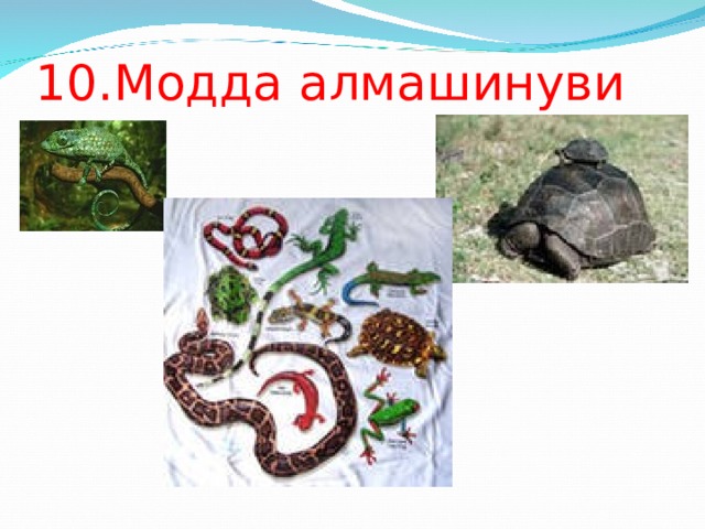 10.Модда алмашинуви 