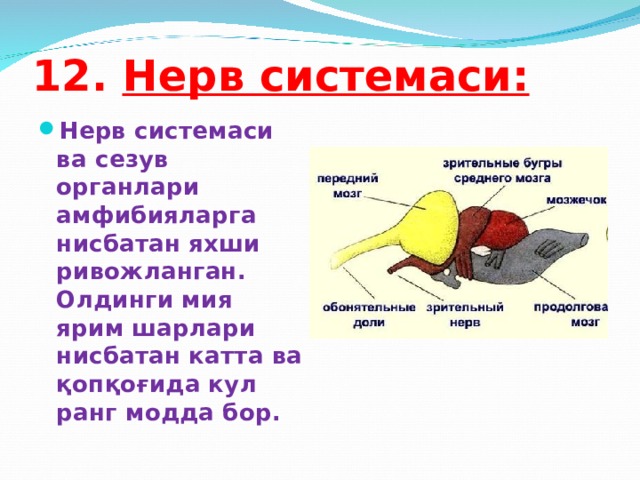 12. Нерв системаси: Н e рв сист e маси ва с e зув органлари амфибияларга нисбатан яхши ривожланган. Олдинги мия ярим шарлари нисбатан катта ва қопқоғида кул ранг модда бор.  
