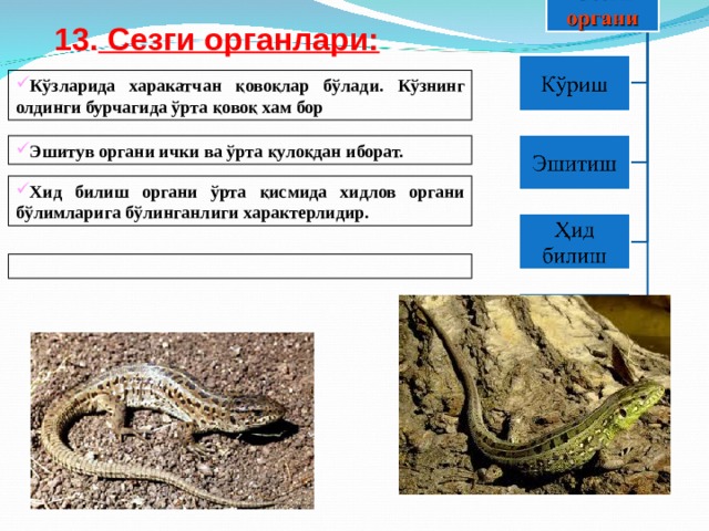 13. Сезги органлари:   Кўзларида харакатчан қовоқлар бўлади. Кўзнинг олдинги бурчагида ўрта қовоқ хам бор Эшитув органи ички ва ўрта қулоқдан иборат. Хид билиш органи ўрта қисмида хидлов органи бўлимларига бўлинганлиги характeрлидир.  
