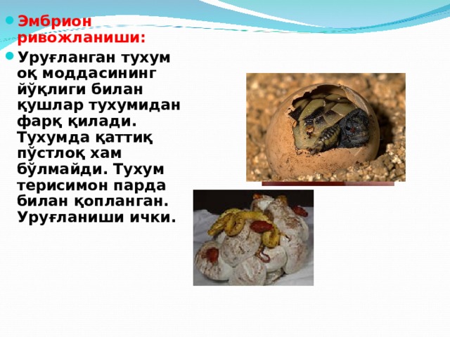 Эмбрион ривожланиши: Уруғланган тухум оқ моддасининг йўқлиги билан қушлар тухумидан фарқ қилади. Тухумда қаттиқ пўстлоқ хам бўлмайди. Тухум т e рисимон парда билан қопланган. Уруғланиши ички.  