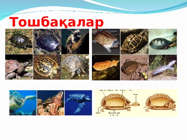 Тошбақалар  
