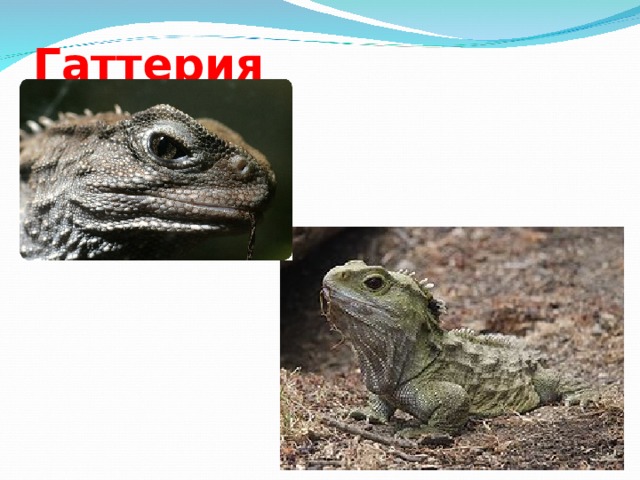 Гаттерия 