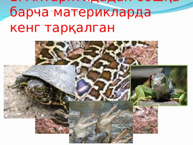 1. Антарктидадан бошқа барча материкларда кенг тар қ алган 