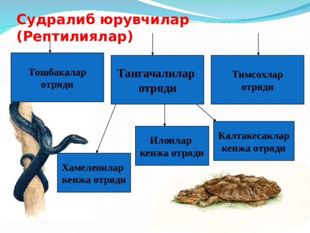 Судралиб юрувчилар (Рептилиялар) Тошбақалар отряди Тангачалилар отряди Тимсоҳлар отряди Калтакесаклар кенжа отряди Илонлар кенжа отряди Хамелеонлар кенжа отряди 