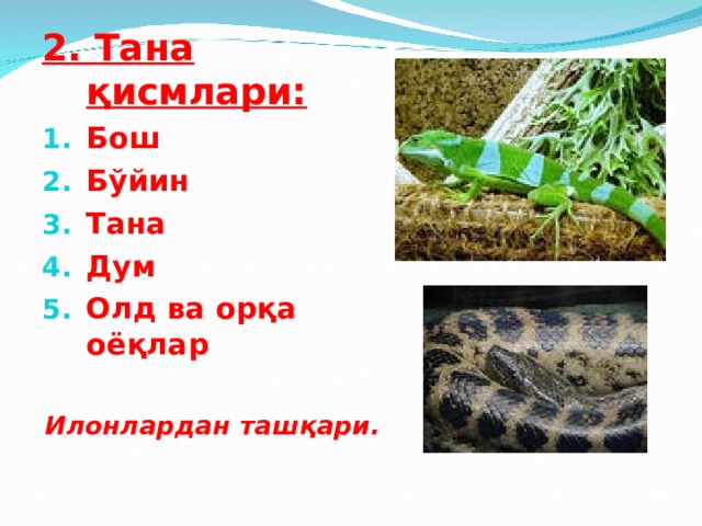 2. Тана қисмлари: Бош Бўйин Тана Дум Олд ва орқа оёқлар  Илонлардан ташқари.  