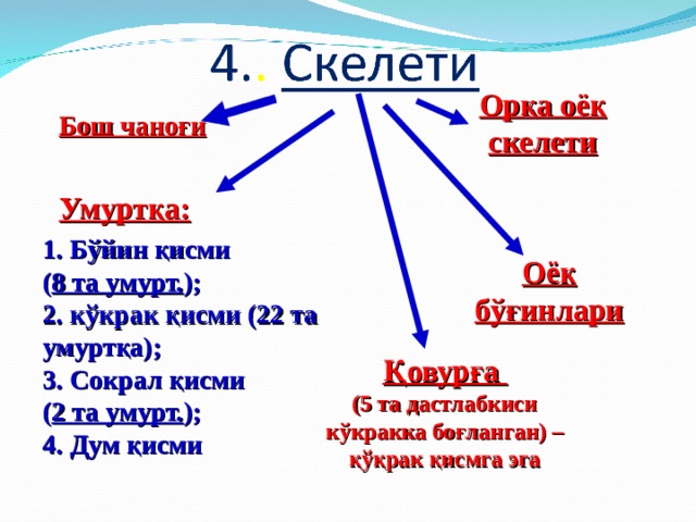 Орқа оёқ скелети Бош чаноғи Умуртқа: 1. Бўйин қисми ( 8 та умурт. ); 2. кўкрак қисми (22 та умуртқа); 3. Сокрал қисми ( 2 та умурт. ); 4. Дум қисми Оёқ бўғинлари Қовурға (5 та дастлабкиси кўкракка боғланган) – қўқрак қисмга эга 